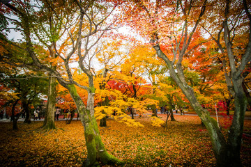 Fototapeta na wymiar Autumn at Tofukuji temple