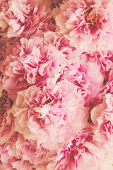 Beautiful pink and white peony flowers in full bloom.