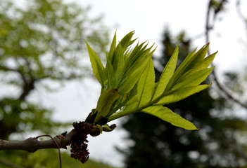 new ash leaves on a twig lush green color close-up developing leaf tree blurred background