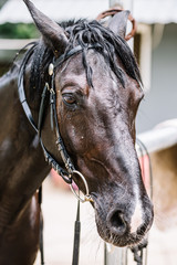 Close-up of a beautiful and young horse