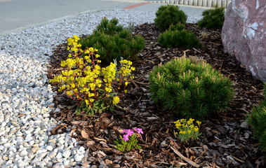 low-sized pine and yellow perennial flowers in the pebble flowerbed blooms in early April and is...