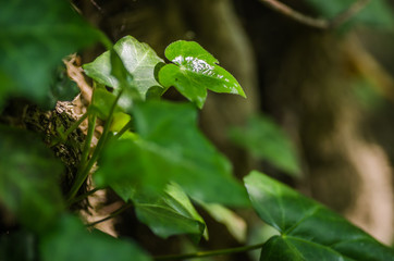 Stems showing the rootlets used to cling to walls and tree trunks.