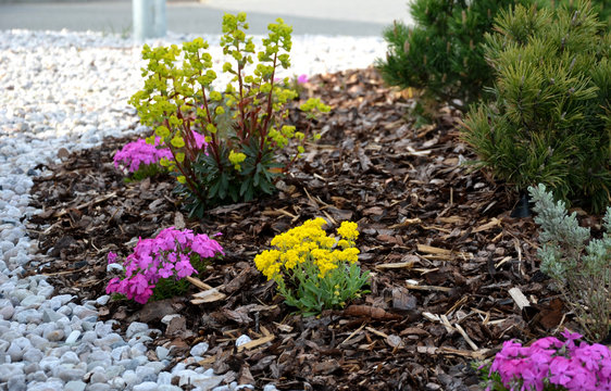 low-sized pine and yellow perennial flowers in the pebble flowerbed blooms in early April and is usually attached to the rock by gray rhinestones bark mulch