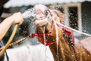 The horse drinks water from a hose