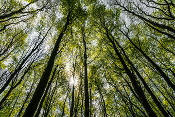 Forest with high and straigt beaches in spring time and the sun coming through the trees