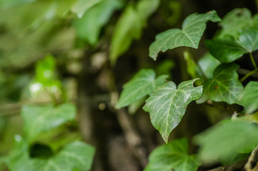 Stems showing the rootlets used to cling to walls and tree trunks.