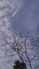 Fototapeta na wymiar tree and sky