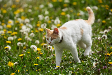 White and orange cat in the grass