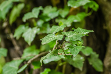 Stems showing the rootlets used to cling to walls and tree trunks.
