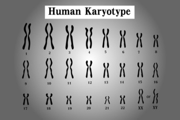 Karyotype of normal human chromosome illustration vector
