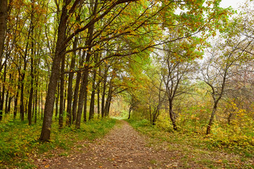 Small old pathway in a forest or park at autumn or summer day