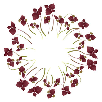 Microgreens Shiso, Perilla. Arranged in a circle. White background