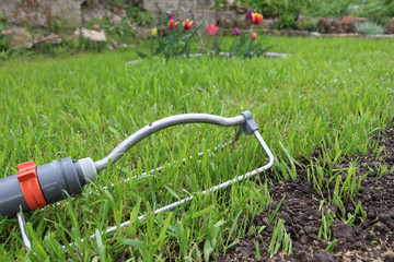 Gras im Garten
