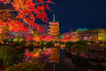 京都　東寺の紅葉　夜景