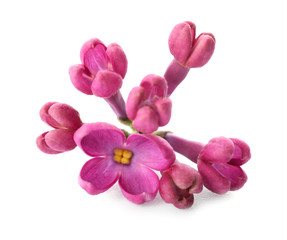 Obraz premium Beautiful lilac flowers on white background