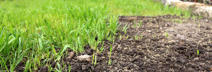 Gras im Garten