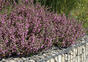 Teucrium lucidrys