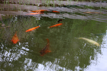 Koi Teich