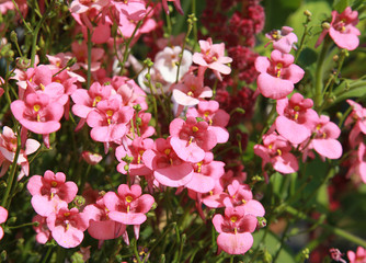 Diascia rose