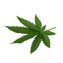Green cannabis leaves isolated on a white background