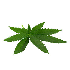 Green cannabis leaves isolated on a white background