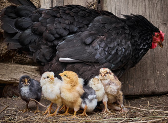 Black hen with newborn chicks.