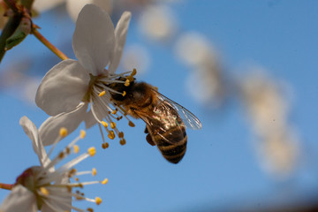 bee on a flower