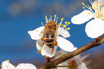 bee on a flower