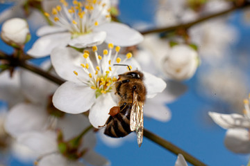 bee on a flower