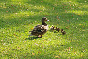Cane Colvert et ses canetons	