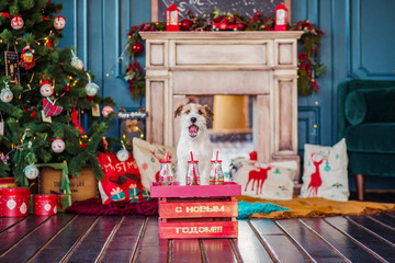 jack russell terrier interior