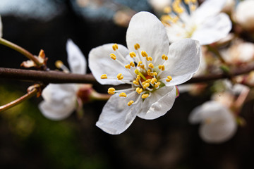 apple tree blossom macro