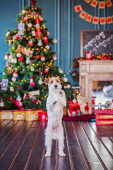 jack russell terrier interior