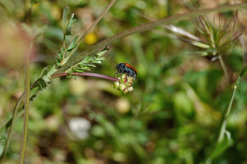 Escarabajo en planta