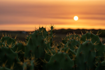 Cactus in the foreground with sunset background
