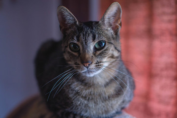 Felino, gato, mirada felina