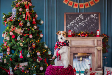 jack russell christmas