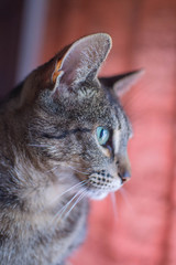 Gata mirando de perfil, close up en mirada felina