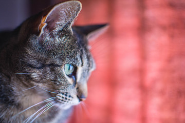 Gato de perfil, mirada cazadora