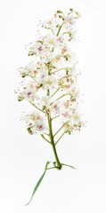 Flowers of horse chestnut tree isolated on white background