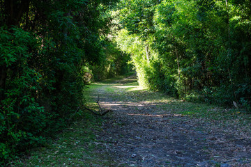 camino rodeado de naturaleza