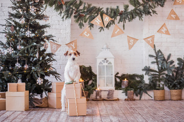 christmas jack russell