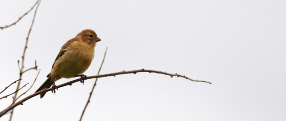 Wild canary, bird (Serinus canaria) resting on a branch. From the front. Beautiful yellow plumage. White background. 