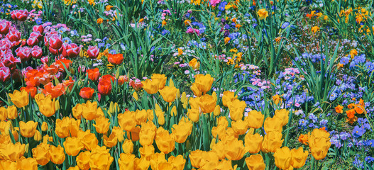 Aesthetics flowers. Mix tulip colorful bloom background.  Spring summer vibes