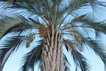 coconut palm tree