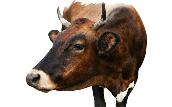 Beautiful brown cow on white background, closeup. Animal husbandry