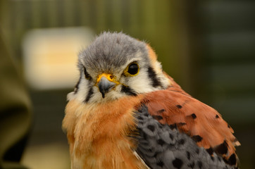 Bird of Prey close up