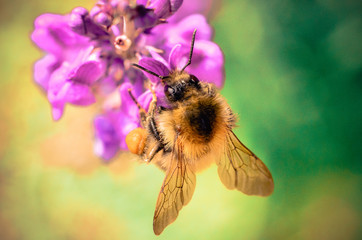 Close up of a Honey Bee collecting pollen