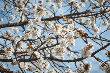 Blooming cherry tree. Close up of flowers