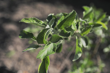 обрезка плодовых культур, цветение